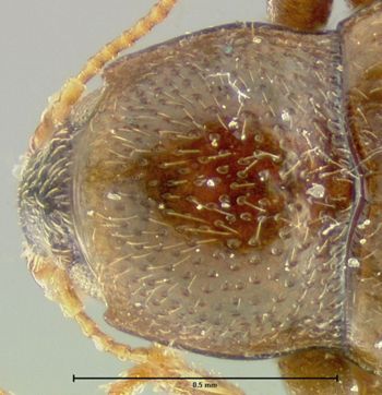 Media type: image;   Entomology 24458 Aspect: pronotum dorsal
